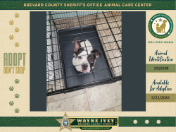 Shelter Stray Male Dog last seen Near Travis Street, MIMS, FL, 32754, Melbourne, FL 32934