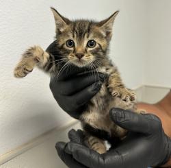 Shelter Stray Male Cat last seen Near Peach Avenue, El Cajon, CA, 92021, San Diego, CA 92110