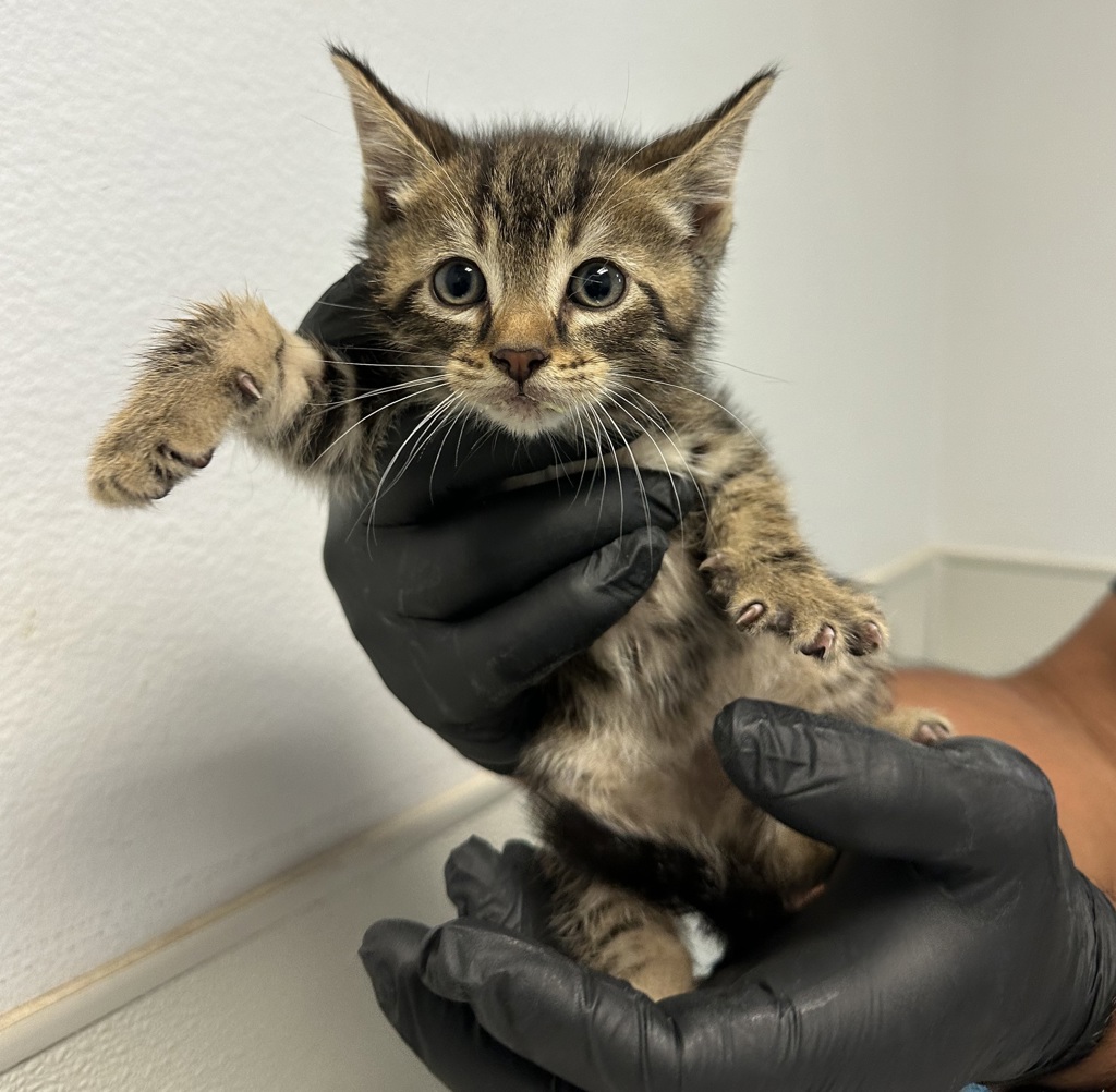 Shelter Stray Male Cat last seen Near Peach Avenue, El Cajon, CA, 92021, San Diego, CA 92110