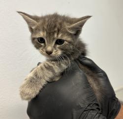 Shelter Stray Female Cat last seen Near Peach Avenue, El Cajon, CA, 92021, San Diego, CA 92110