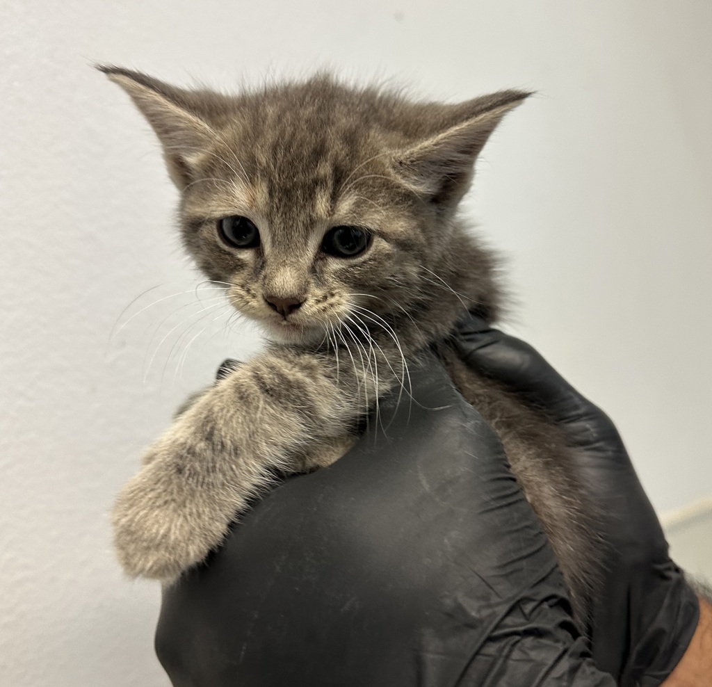 Shelter Stray Female Cat last seen Near Peach Avenue, El Cajon, CA, 92021, San Diego, CA 92110