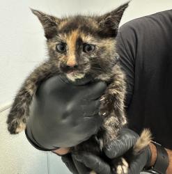 Shelter Stray Female Cat last seen Near Peach Avenue, El Cajon, CA, 92021, San Diego, CA 92110