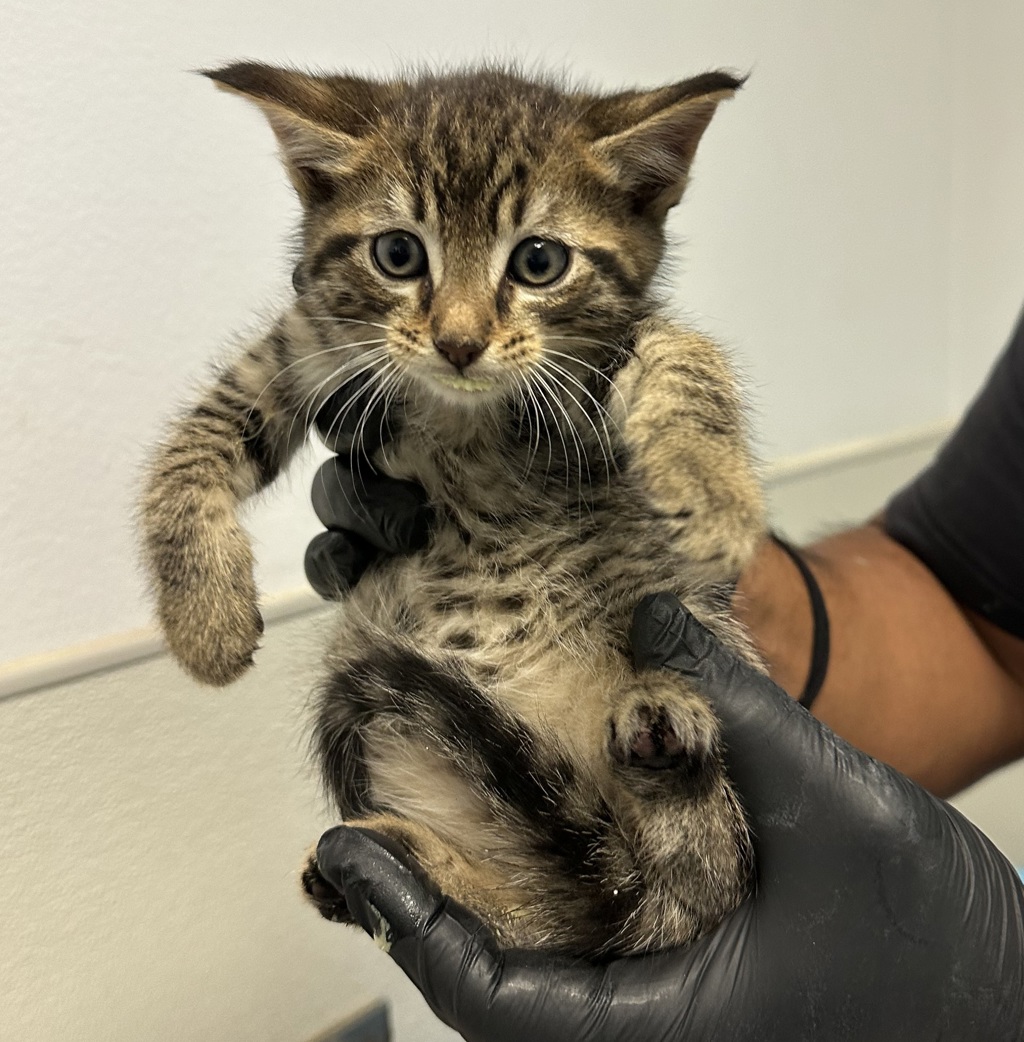 Shelter Stray Male Cat last seen Near Peach Avenue, El Cajon, CA, 92021, San Diego, CA 92110