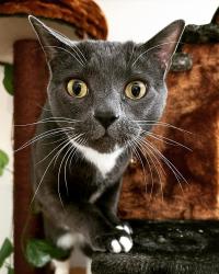 Lost Female Cat last seen Norwich Rd and Rice Ct, Lansing, MI 48911