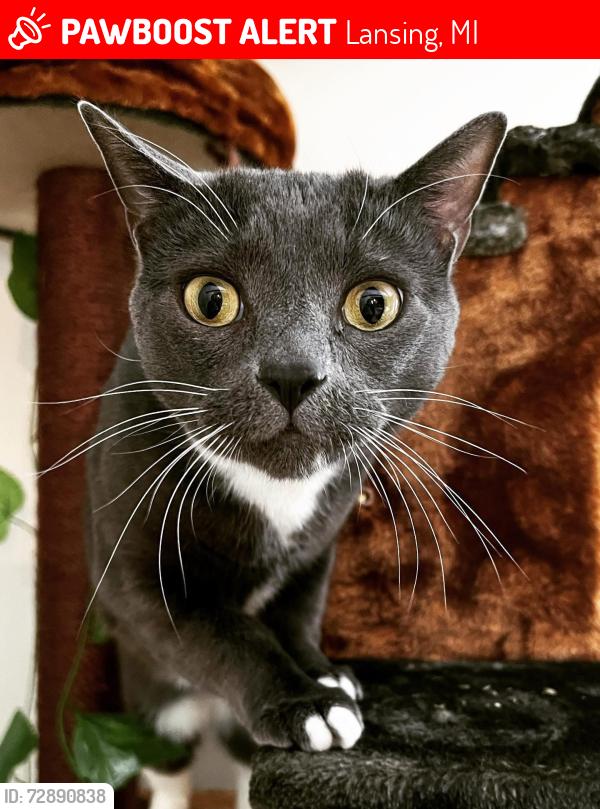 Lost Female Cat last seen Norwich Rd and Rice Ct, Lansing, MI 48911