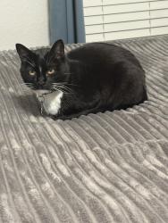 Lost Female Cat last seen Shiloh Rd and Apollo Rd, Garland, TX 75044