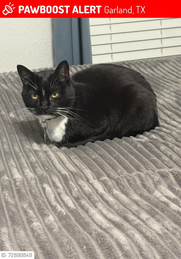 Lost Female Cat last seen Shiloh Rd and Apollo Rd, Garland, TX 75044