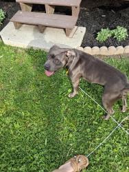 Found/Stray Male Dog last seen Bristol and ormsby, Adrian, MI 49221