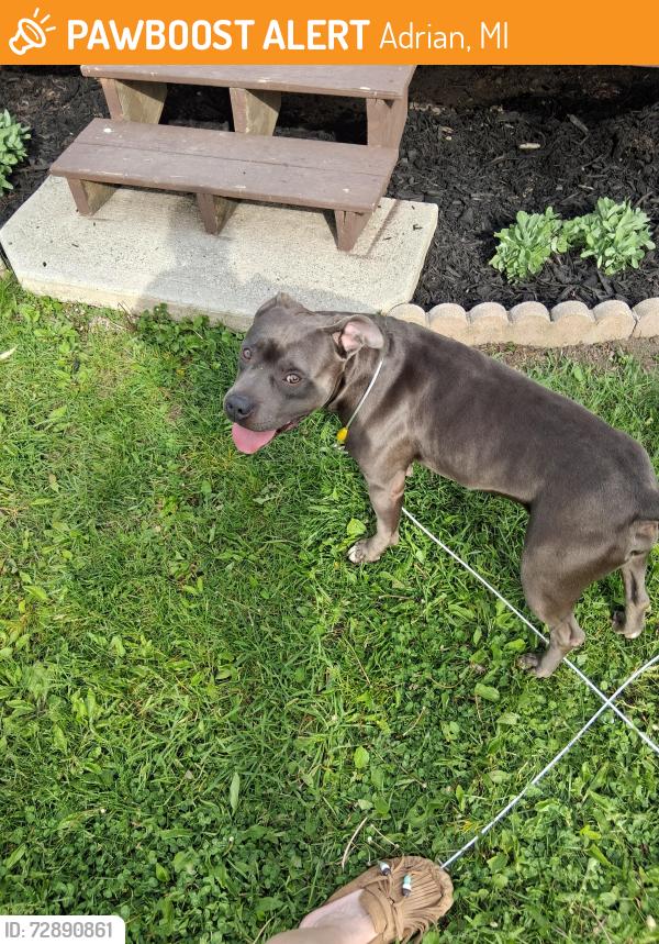 Found/Stray Male Dog last seen Bristol and ormsby, Adrian, MI 49221