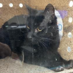 Shelter Stray Male Cat last seen , Memphis, TN 38133