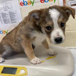 Shelter Stray Female Dog last seen , Memphis, TN 38133