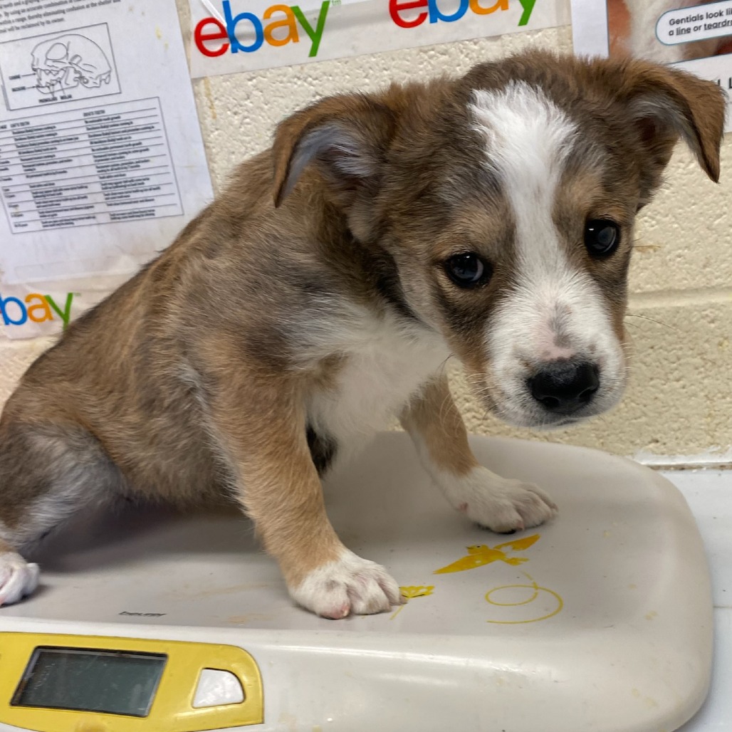 Shelter Stray Female Dog last seen , Memphis, TN 38133