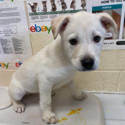 Shelter Stray Male Dog last seen , Memphis, TN 38133