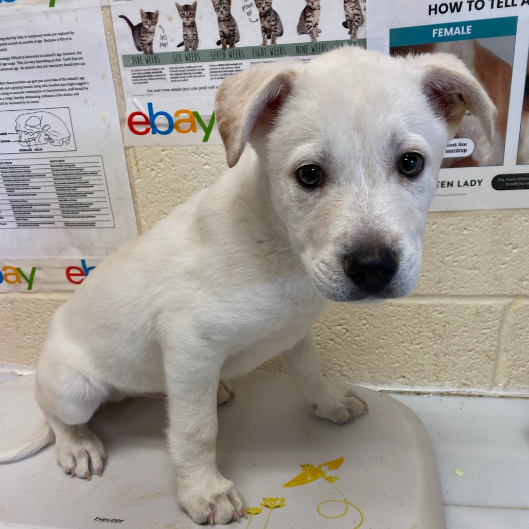 Shelter Stray Male Dog last seen , Memphis, TN 38133