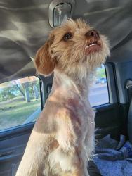 Lost Female Dog last seen Rodger/Oracle , Tucson, AZ 85705