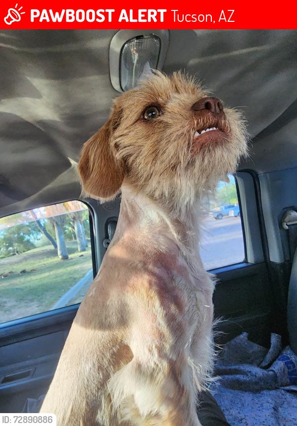Lost Female Dog last seen Rodger/Oracle , Tucson, AZ 85705