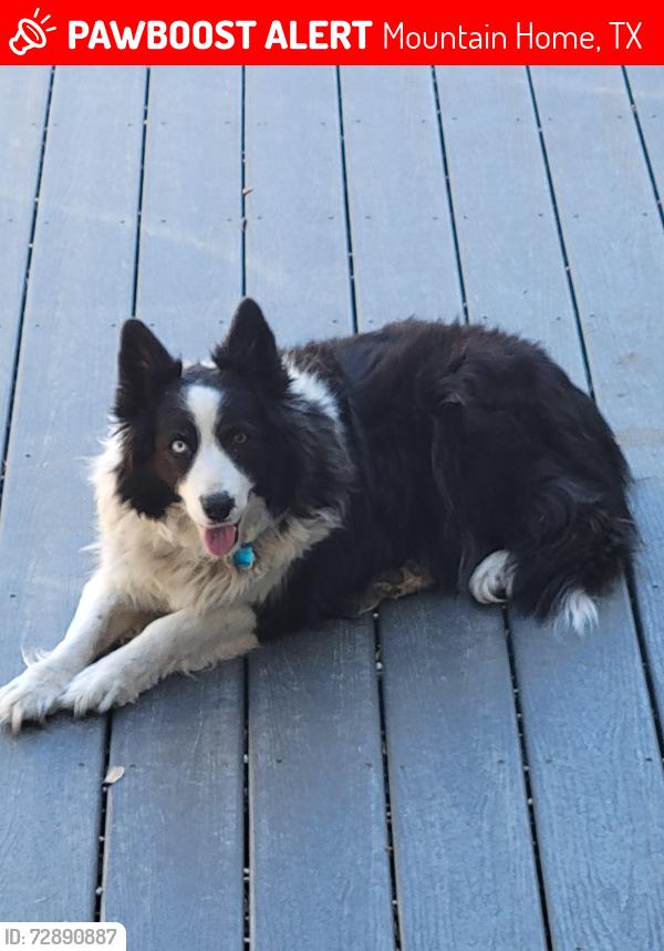 Lost Female Dog last seen Near junction Hwy, mountain Home, tx, Mountain Home, TX 78058