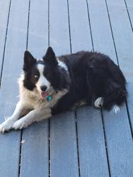 Lost Female Dog last seen Near junction Hwy, mountain Home, tx, Mountain Home, TX 78058