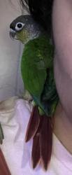 Lost Unknown Bird last seen Route 66, Glendora, CA 91740