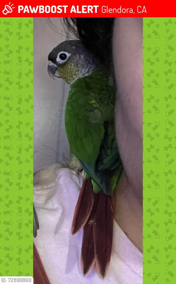 Lost Unknown Bird last seen Route 66, Glendora, CA 91740