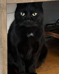 Reunited Male Cat last seen Maple Leaf - north side of 80th Ave NE between 5th Ave NE and 8th Ave NE, Medina, WA 98039