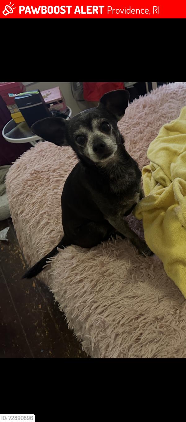 Lost Male Dog last seen stanwood ave area, Providence, RI 02907