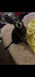 Lost Male Dog last seen stanwood ave area, Providence, RI 02907