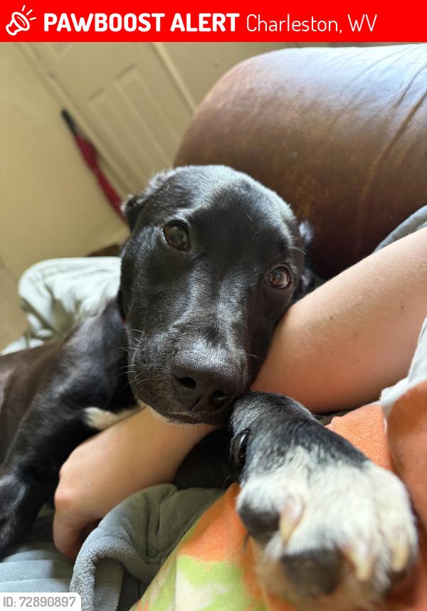 Lost Male Dog last seen Washington Hights , Charleston, WV 25387