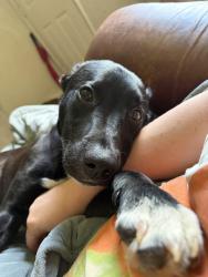 Lost Male Dog last seen Washington Hights , Charleston, WV 25387