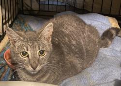 Found/Stray Unknown Cat last seen Wash Warehouse Laundromat, Bethlehem, PA 18018