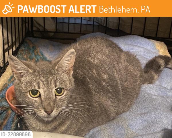 Found/Stray Unknown Cat last seen Wash Warehouse Laundromat, Bethlehem, PA 18018