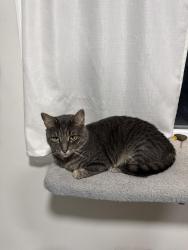 Lost Male Cat last seen Souder st , Philadelphia, PA 19149