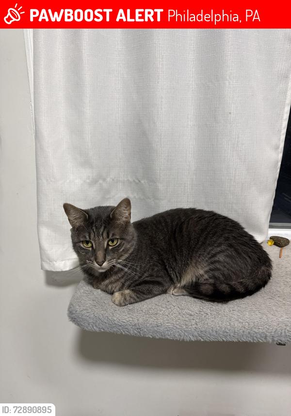 Lost Male Cat last seen Souder st , Philadelphia, PA 19149
