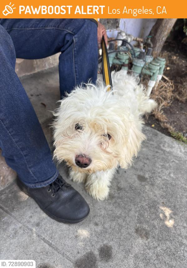 Found/Stray Unknown Dog last seen Pico Fairfax area , Los Angeles, CA 90035