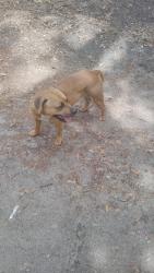 Found/Stray Female Dog last seen John Young parkway , Orlando, FL 32805