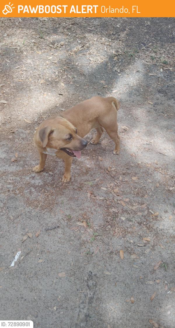 Found/Stray Female Dog last seen John Young parkway, Orlando, FL 32805