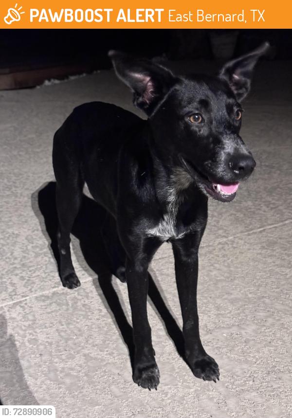 Found/Stray Female Dog last seen River Oaks Dr., East Bernard, TX 77435