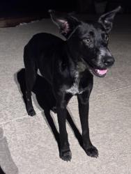 Found/Stray Female Dog last seen River Oaks Dr., East Bernard, TX 77435