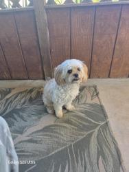 Reunited Female Dog last seen Near west mohawk lane phoenix az, Phoenix, AZ 85027