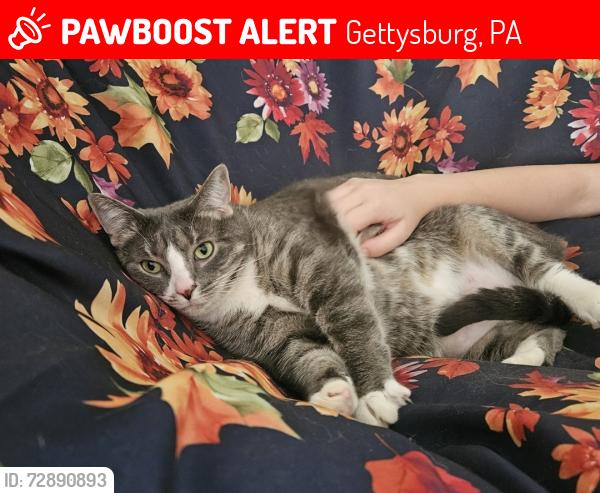 Lost Female Cat last seen Herrs Ridge Road, Gettysburg, Gettysburg, PA 17325
