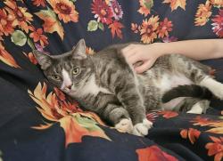 Lost Female Cat last seen Herrs Ridge Road, Gettysburg, Gettysburg, PA 17325