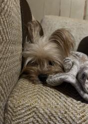 Lost Female Dog last seen Proctor Avenue , Waco, TX 76708