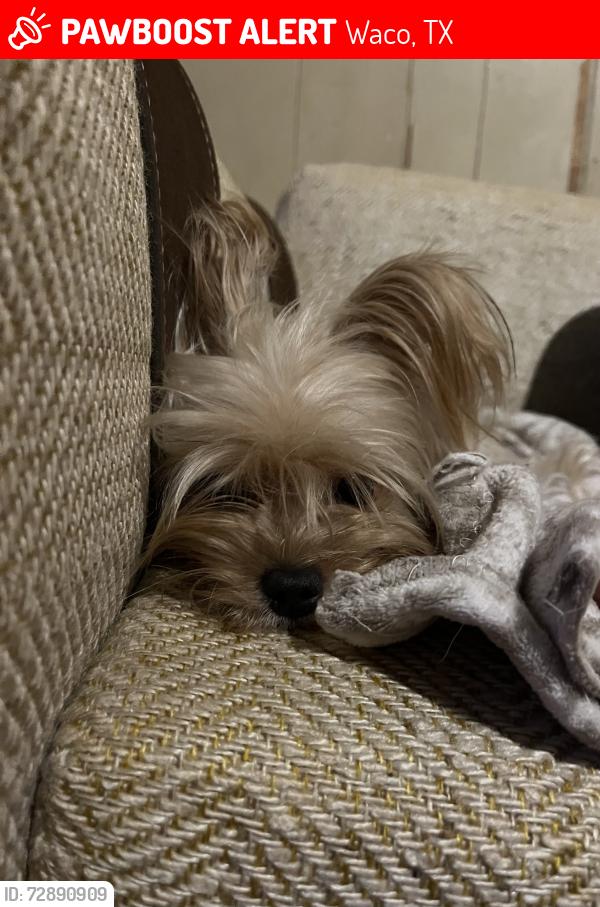 Lost Female Dog last seen Proctor Avenue , Waco, TX 76708