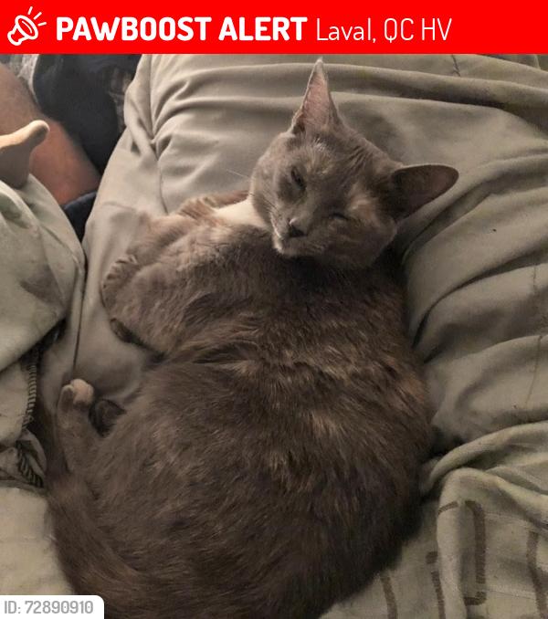 Lost Female Cat last seen Boulevard Levesque, Laval, QC H7V