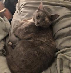 Lost Female Cat last seen Boulevard Levesque, Laval, QC H7V
