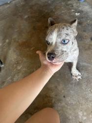 Found/Stray Female Dog last seen Penitas , Penitas, TX 78576