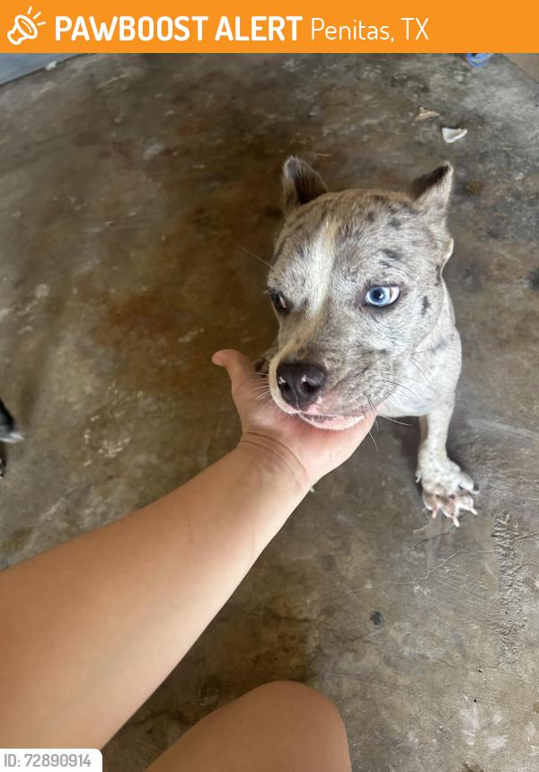 Found/Stray Female Dog last seen Penitas , Penitas, TX 78576
