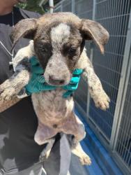 Shelter Stray Male Dog last seen Near BLK HACIENDA DR, BAKERSFIELD, CA, Bakersfield, CA 93307