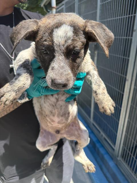 Shelter Stray Male Dog last seen Near BLK HACIENDA DR, BAKERSFIELD, CA, Bakersfield, CA 93307
