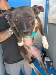 Shelter Stray Female Dog last seen Near BLK HACIENDA DR, BAKERSFIELD, CA, Bakersfield, CA 93307